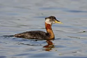 Images Dated 3rd May 2009: Red-necked grebe (Podiceps grisegena), Wasilla, Alaska, United States of America