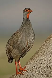 Images Dated 9th October 2007: Red-Necked Spurfowl (Red-Necked Francolin) (Francolinus afer) (Pternistes afer)