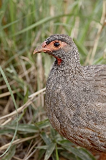 Images Dated 2nd October 2007: Red-necked spurfowl (red-necked francolin) (Francolinus afer) (Pternistes afer)