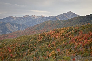 Land Form Prints: Red and orange fall colors in the Wasatch Mountains