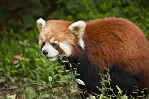 Sichuan Prints: Red Panda (Ailurus fulgens), Panda Breeding and Research Centre, Chengdu