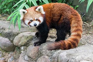 Portrait Prints: Red Panda (Ailurus fulgens), Sichuan Province, China, Asia