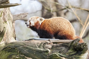 Ailurus Fulgens Prints: Red panda, Cotswold Wildlife Park