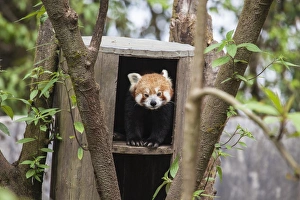Images Dated 19th April 2010: A red panda remains hidden in his shelter, built by forest guards who protect this