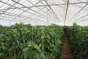 Glass Houses Prints: Red peppers in greenhouse, Hveragerdi, Iceland, Polar Regions