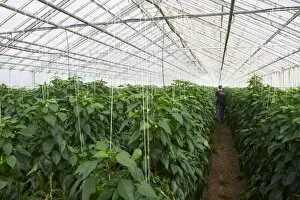Images Dated 4th August 2009: Red peppers in greenhouse, Hveragerdi, Iceland, Polar Regions