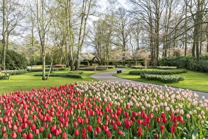 Flower Bed Prints: Red and pink tulips at Keukenhof Gardens, Lisse, South Holland province, Netherlands