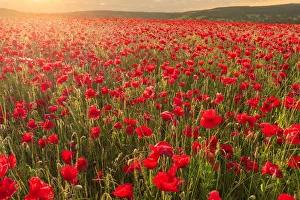 Sunbeam Prints: Red poppies, backlit field at sunrise, beautiful wild flowers, Peak District National