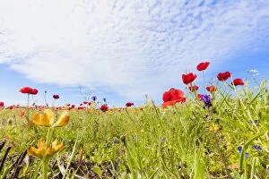 Botanical Collection: Red poppies and colorful flowers during the spring bloom in green meadows, Alentejo
