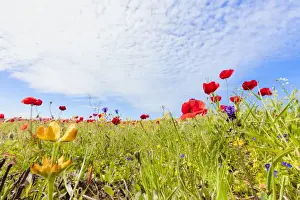 Wild Flower Prints: Red poppies and colorful flowers during the spring bloom in green meadows, Alentejo