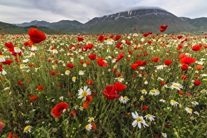 Wild Flower Prints: Red poppies and daisies in bloom, Castelluccio di Norcia, Province of Perugia, Umbria