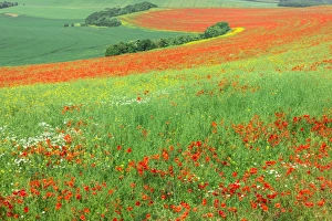 Red Poppies field, Cote d Opale, Region Nord-Pas de Calais, France