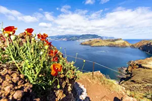 Poppy Prints: Red poppies along the hiking path to the scenic cliffs of Ponta de Sao Lourenco, Canical