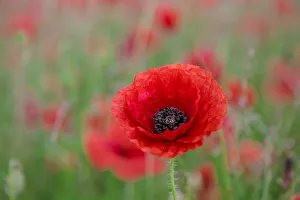 Poppy Prints: Red poppy, beautiful wild flower portrait, soft light, Peak District National Park