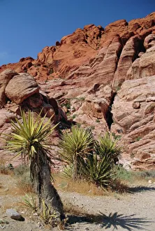 Canyon Prints: Red Rock Canyon