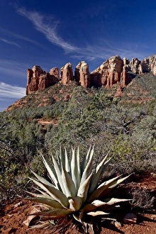 Red Rocks Prints: Red rock formations and an agave plant, Coconino National Forest, Arizona