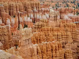 Red rock formations known as hoodoos in Bryce Canyon National Park, Utah, United States of America, North America