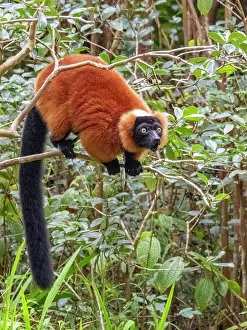 Endangered Prints: Red ruffed lemur calls from a tree branch on Lemur Island during daylight in Madagascar