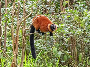 Awareness Prints: Red ruffed lemur calls from tree branch while perched in the forest of Lemur Island in Madagascar