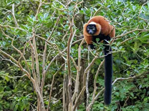Lovers Prints: Red ruffed lemur resting on a tree branch in Madagascar during the day