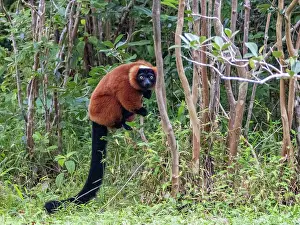 Endangered Prints: Red ruffed lemur resting in a tree on Lemur Island during daylight hours in Madagascar