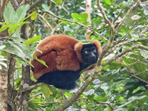 Endangered Prints: Red ruffed lemur rests in a tree on Lemur Island in Madagascar during daylight