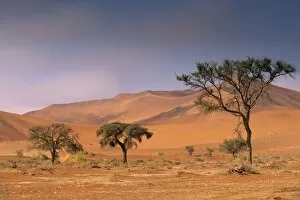 Images Dated 8th September 2010: Red sand dunes rising up to 300m, Sossusvlei valley in Namib-Naukluft Park
