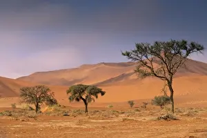 Namibnaukluft Park Prints: Red sand dunes rising up to 300m, Sossusvlei valley in Namib-Naukluft Park