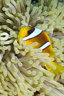 Red Sea Prints: Red sea anemone fish (Amphiprion bicinctus) and magnificent anemone
