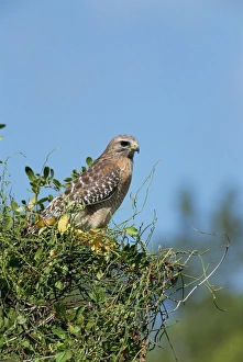 Hawk Prints: Red-shouldered hawk
