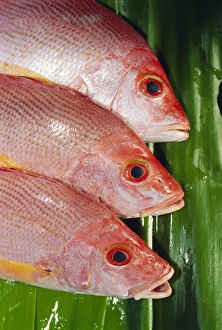 Health Prints: Red Snapper, Fiji, Pacific Islands