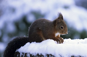 Squirrel Prints: Red squirrel