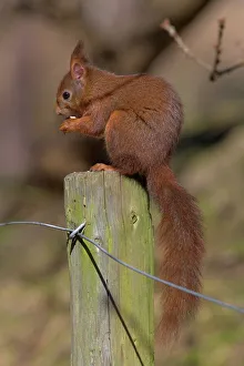 Fence Prints: Red squirrel (Sciurus vulgaris), Formby, Liverpool, England, United Kingdom, Europe
