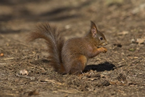 Red squirrel, Sciurus vulgaris, Formby, Liverpool, England, United Kingdom, Europe
