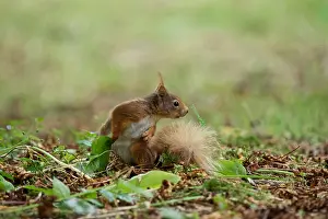 Attention Prints: Red Squirrel (Sciurus vulgaris), Blarney Castle, County Cork, Ireland