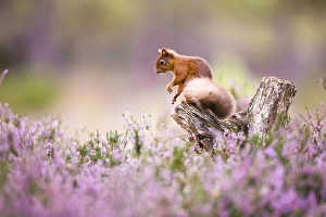 Heather Prints: Red squirrel (Sciurus vulgaris) in blooming heather, Cairngorms National Park, Scotland