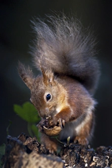 Squirrel Prints: Red squirrel (Sciurus vulgaris) eating nuts in a wood, United Kingdom, Europe