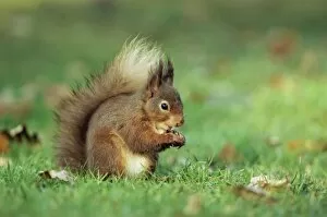 Images Dated 29th February 2008: Red squirrel (Sciurus vulgaris), Lowther, near Penrith, Cumbria, England