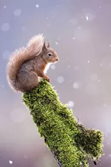 Eye Contact Gallery: Red squirrel (Sciurus vulgaris) sitting in falling snow, Yorkshire Dales, Yorkshire