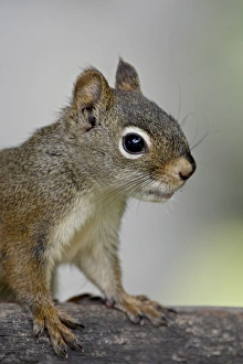Images Dated 4th May 2009: Red squirrel (spruce squirrel) (Tamiasciurus hudsonicus), Wasilla, Alaska