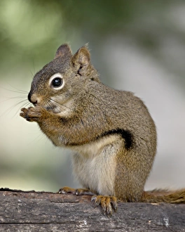 Images Dated 4th May 2009: Red squirrel (spruce squirrel) (Tamiasciurus hudsonicus), Wasilla, Alaska