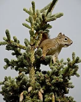 Red squirrel (spruce squirrel) (Tamiasciurus hudsonicus) in a spruce tree