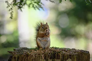 Maritime Provinces Prints: Red squirrel (Tamiasciurus hudsonicus), Nova Scotia, Canada, North America