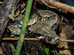 Nocturnal Prints: Red-tailed boa caught by local guide along Maraon River in Peru