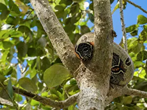 Snake Prints: Red-tailed boa resting in tree branches