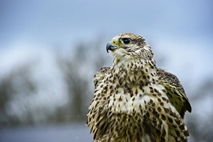 Red Tailed Hawk Prints: Red tailed hawk, an American raptor, bird of prey, United Kingdom, Europe