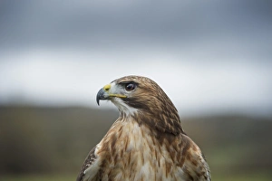Red-tailed hawk (Buteo jamaicensis), bird of prey, Herefordshire, England, United Kingdom