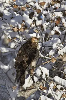 Red Tailed Hawk Prints: Red-tailed hawk (Buteo jamaicensis) juvenile in a snow-covered tree, Bosque del Apache