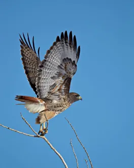 Wild Animals Prints: Red-tailed hawk (Buteo jamaicensis) taking off, Bosque del Apache National Wildlife Refuge