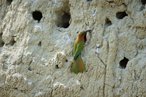 Uganda Prints: Red throated Bee-eater (Merops bulocki), Uganda, Africa